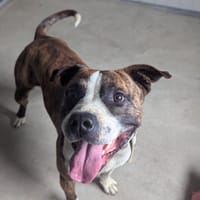 Ninou, chien à adopter