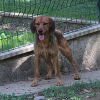ZALIE, chienne à adopter