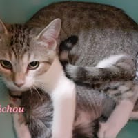 Michou, chatte à adopter