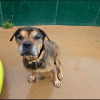 agepi paa23003, chien à adopter