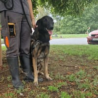 LEIKO, chien à adopter