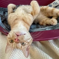 LOKI, chat à adopter