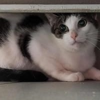 JOLOKIA QCT, chatte à adopter