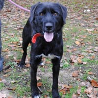 NOUKY, chien à adopter