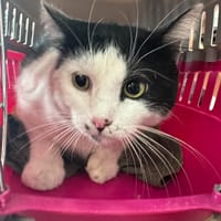 NORTON, chat à adopter