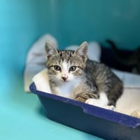 BUFFY, chatte à adopter