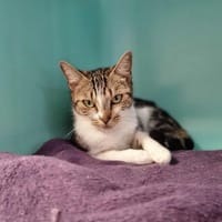 ULMA, chatte à adopter