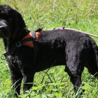 LOL, chien à adopter