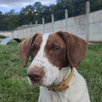 MAPPLE, chien à adopter