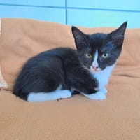 BOHO QCT, chatte à adopter