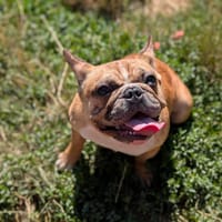 MILLIE, chienne à adopter