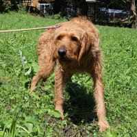 MILIO, chien à adopter