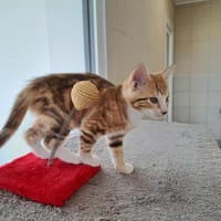 DUCRAY QCT, chat à adopter
