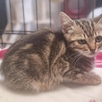 ALBA, chatte à adopter