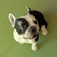 NOUKI, chien à adopter