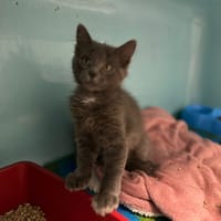 GRATOUILLE, chatte à adopter