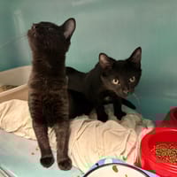 ICLO, chatte à adopter