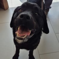 WILLIAM - vert, chien à adopter