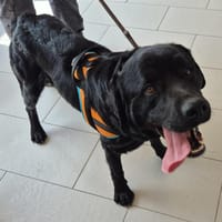 WILLIAM, chien à adopter