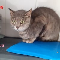 NOVA, chatte à adopter