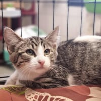 ARCHIE, chat à adopter
