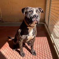 RAMBO  PAA23010, chien à adopter
