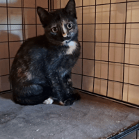 VALKA, chatte à adopter