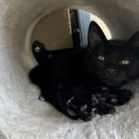 AKHENATHON, chatte à adopter