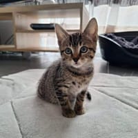 ASATO, chat à adopter