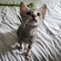 Maëlle, chatte à adopter