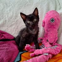 ASSOUAN, chat à adopter