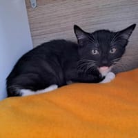 URIAGE QCT, chat à adopter