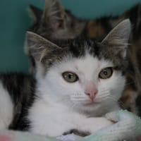 Frozen, chat à adopter