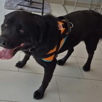 WILFRIED -Collier noir, chien à adopter