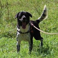Mango, chien à adopter