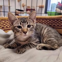 ARRY, chat à adopter