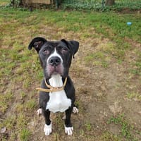 aston paa23002, chien à adopter