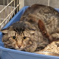 FUGITIVO, chat à adopter
