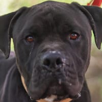 BRAKO, chien à adopter