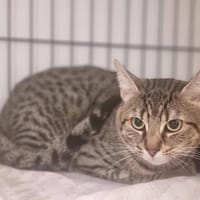 VINO, chat à adopter