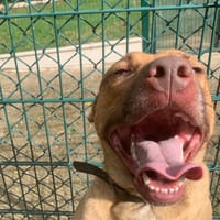 Sarabi, chienne à adopter