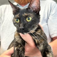 FRIPOUILLE, chatte à adopter