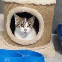 RITA, chatte à adopter