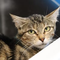 Anastasia, chatte à adopter