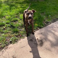 Dogo PAA23008, chien à adopter