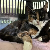 LAYA, chatte à adopter