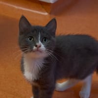 SPICA, chatte à adopter