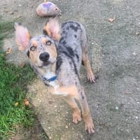 Massimo [chiot], chien à adopter