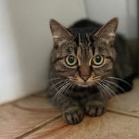 PAULETTE, chatte à adopter