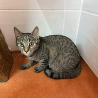 ESKISS, chatte à adopter